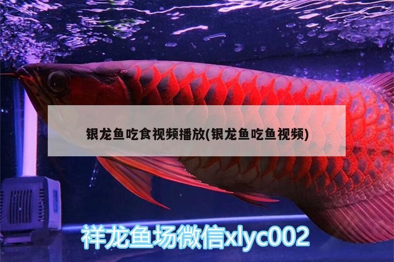 銀龍魚吃食視頻播放(銀龍魚吃魚視頻)