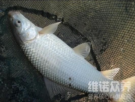 魟魚飼料與活餌比例建議：魟魚的飼料與活餌比例并沒有一個固定數(shù)值，魟魚飼料選擇