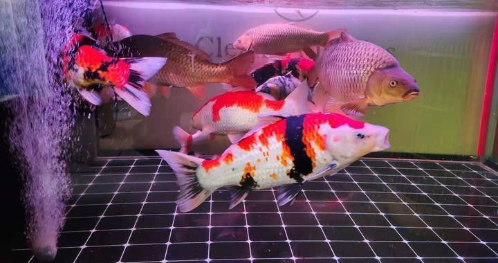博特魚(yú)缸3代過(guò)濾（博特魚(yú)缸3代過(guò)濾改造） 博特魚(yú)缸3代過(guò)濾（博特魚(yú)缸3代過(guò)濾改造） 博特水族