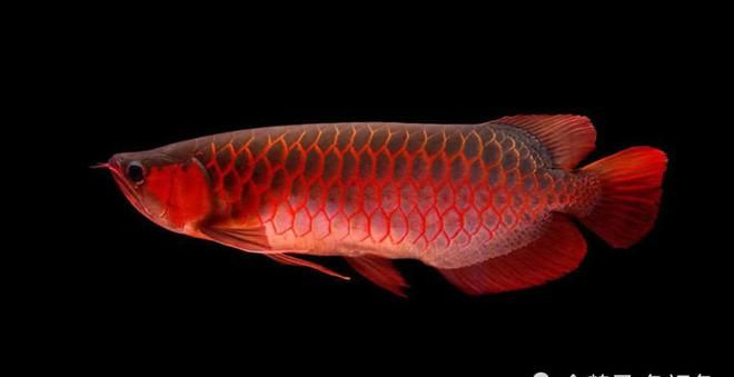 紅龍魚小時候什么樣的：紅龍魚小時候的外觀特征與生活習性，紅龍魚幼苗挑選技巧