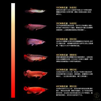 印尼辣椒紅龍魚照片：印尼辣椒紅龍魚