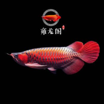 印尼辣椒紅龍魚照片：印尼辣椒紅龍魚