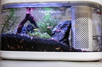 100升魚缸養多少小魚最好：100升魚缸養多少小魚最好100升魚缸養多少小魚最好