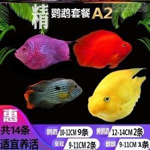 龍魚喂什么好消化又營養呢vs祥龍魚場：自制龍魚飼料配方龍魚飼料配方龍魚營養需求分析