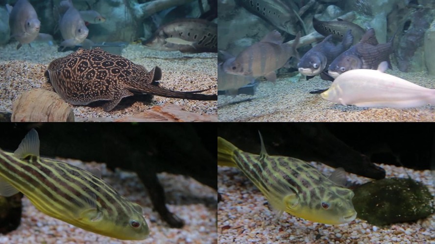 魟魚噘嘴是怎么回事：魟魚噘嘴可能是由于多種原因引起的[需手動填充]魚噘嘴