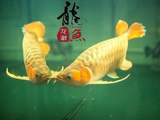 金龍紅龍魚(yú)形容詞有哪些成語(yǔ)