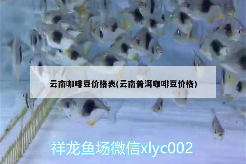 云南咖啡豆價格表(云南普洱咖啡豆價格)
