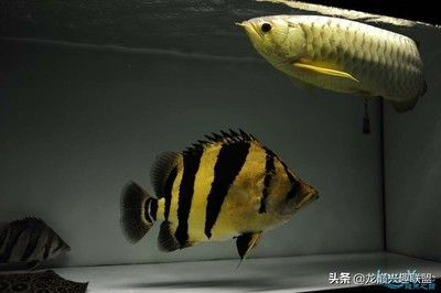 印尼虎和蘇門答臘虎的區別是什么：印尼虎魚和蘇門答臘虎的區別是什么