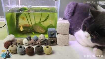 1.5米魚缸用多少細菌屋，1.5米魚缸使用多少細菌屋 1.5米魚缸用多少細菌屋，1.5米魚缸使用多少細菌屋 魚缸百科 第1張