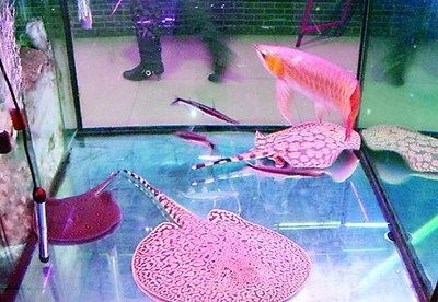山東紅龍魚價格行情走勢圖：山東地區的紅龍魚價格受多種因素影響