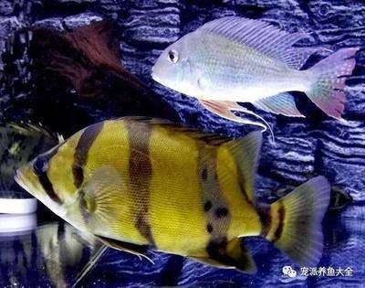 虎魚暴斃原因：虎魚暴斃的原因