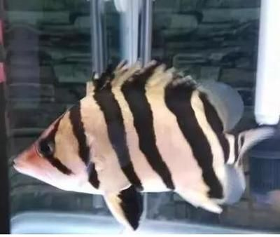 虎魚暴斃原因：虎魚暴斃的原因