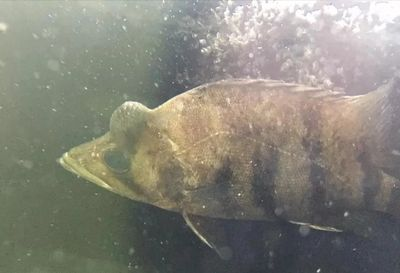 虎魚暴斃原因：虎魚暴斃的原因