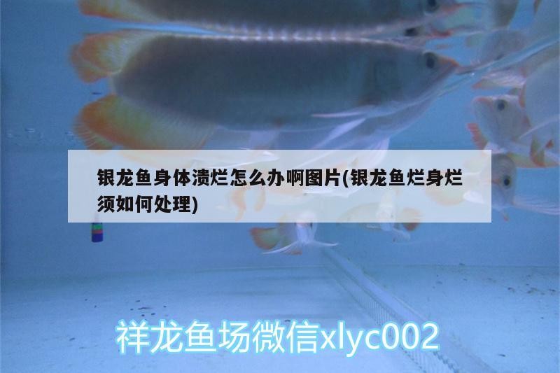 銀龍魚身體潰爛怎么辦啊圖片(銀龍魚爛身爛須如何處理)