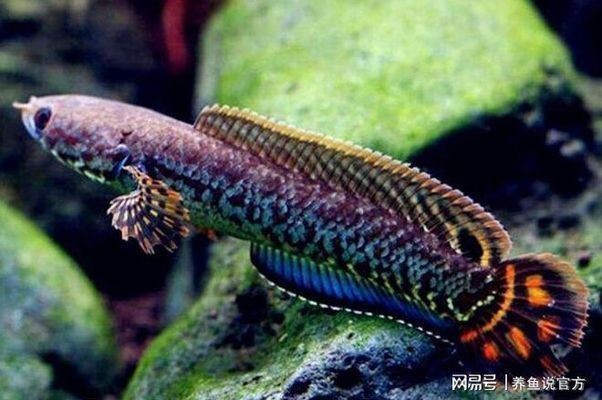 龍魚怎么分好壞的vs祥龍魚場：如何判斷龍魚品種好壞