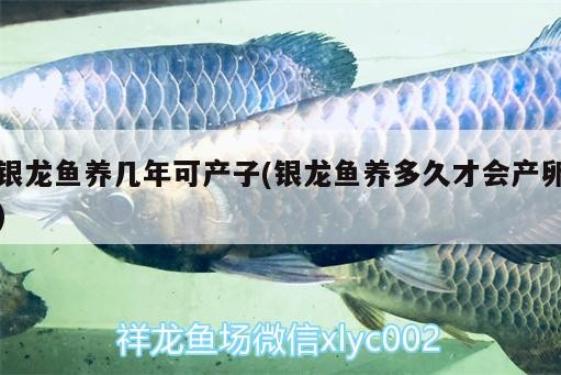 銀龍魚養幾年可產子(銀龍魚養多久才會產卵)