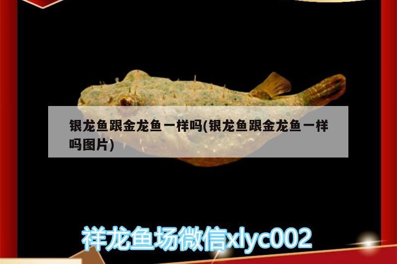 銀龍魚跟金龍魚一樣嗎(銀龍魚跟金龍魚一樣嗎圖片)