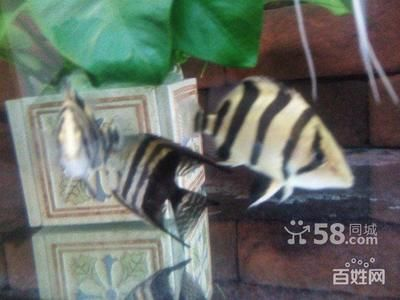 雜文虎魚能長多大圖片：雜文虎魚體型大小、成長記錄、價值評估及飼養建議