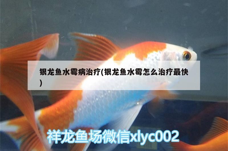 銀龍魚水霉病治療(銀龍魚水霉怎么治療最快)