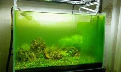 多長時間清理一次魚缸：清理魚缸的頻率取決于多個因素