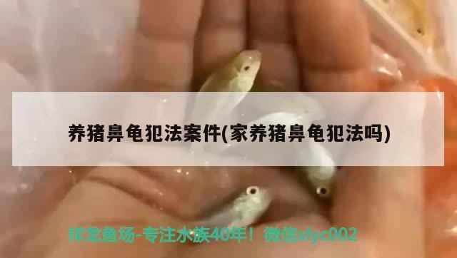 養(yǎng)豬鼻龜犯法案件(家養(yǎng)豬鼻龜犯法嗎)