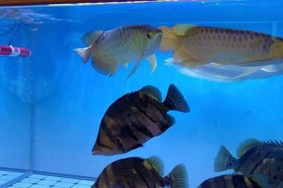虎魚黑紋變淺的原因有哪些：虎魚的黑紋變淺的原因有哪些