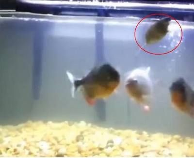 養虎魚怎么要放十間：養虎魚為什么要放入十間魚