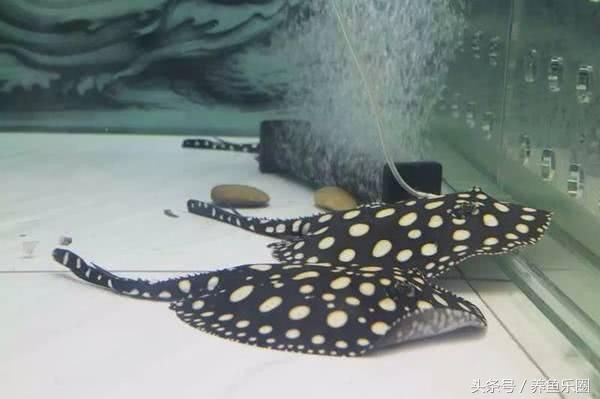 魟魚一次生幾只崽子：魟魚的繁殖次數和每次產下的崽子數量會因不同的品種和環境條件而有所不同