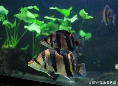 虎魚蒙眼怎么樣治療：虎魚蒙眼怎么樣治療虎魚蒙眼怎么治療
