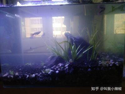 魚缸內(nèi)壁黃斑