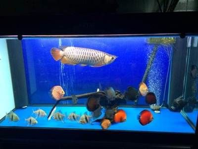 印度虎魚跟七彩能混養么：印度虎魚和七彩神仙魚在適當的條件下可以混養么