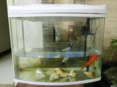 充氧氣頭應該放在魚缸哪個位置：魚缸氧氣頭的擺放位置