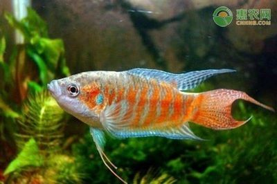 大魚缸觀賞魚怎么養(yǎng)：養(yǎng)殖觀賞魚的注意事項
