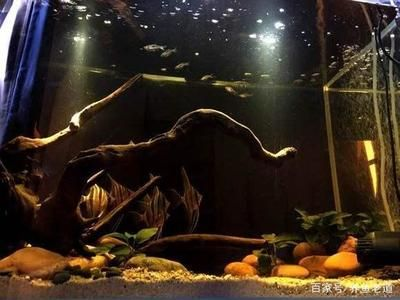 大魚缸觀賞魚怎么養(yǎng)：養(yǎng)殖觀賞魚的注意事項