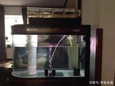 大魚缸觀賞魚怎么養(yǎng)：養(yǎng)殖觀賞魚的注意事項