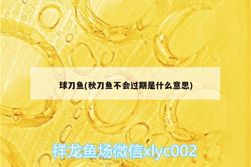 球刀魚(秋刀魚不會(huì)過期是什么意思)