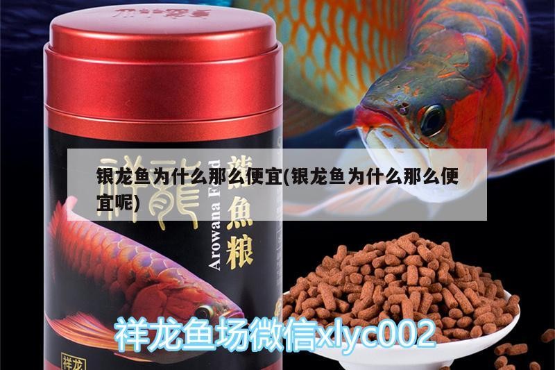 銀龍魚為什么那么便宜(銀龍魚為什么那么便宜呢)