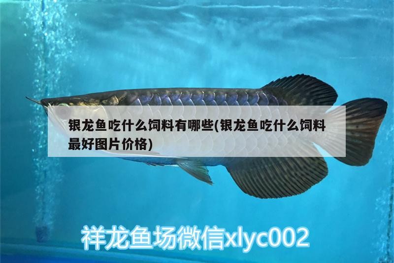 銀龍魚吃什么飼料有哪些(銀龍魚吃什么飼料最好圖片價格)
