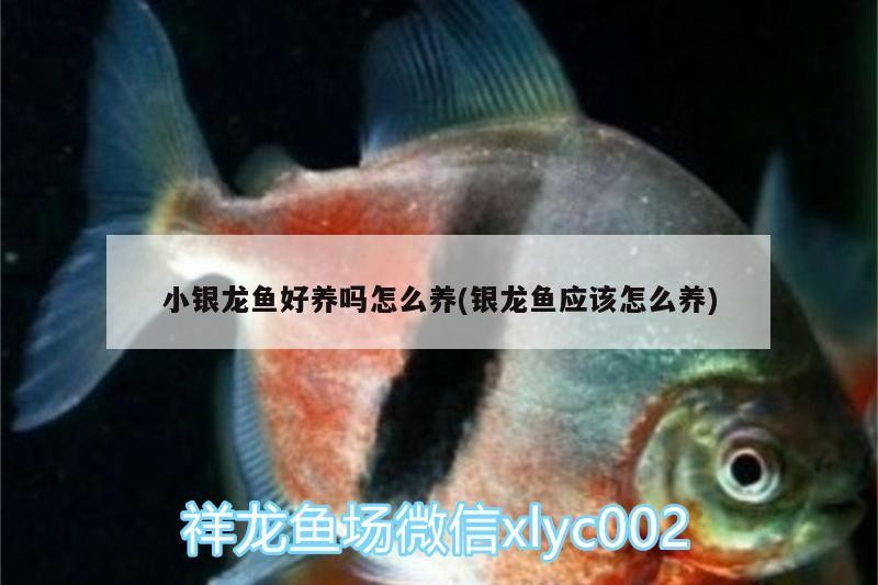 小銀龍魚好養嗎怎么養(銀龍魚應該怎么養)