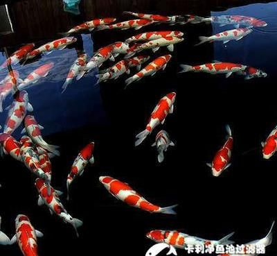 南平水族館vs祥龍魚場（南平水族館和祥龍魚場有什么區別？）