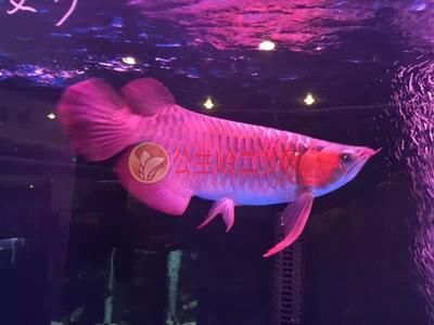 虎魚錦鯉混養怎么樣：虎魚和錦鯉可以混養嗎 虎魚錦鯉混養怎么樣：虎魚和錦鯉可以混養嗎 虎魚百科 第3張