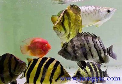 虎魚和什么混養：與虎魚混養的魚類種類及其注意事項