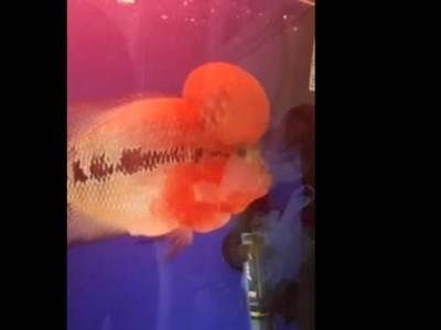 西寧龍魚vs祥龍魚場（西寧龍魚與祥龍魚場之間的差異之前，我們需要明確兩者所指的內(nèi)容）