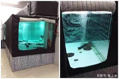 魟魚繁殖魚缸多大合適：魟魚繁殖魚缸多大合適的魚繁殖魚缸多大合適