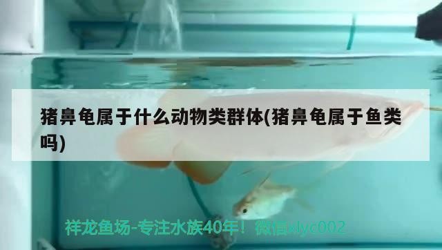 豬鼻龜屬于什么動物類群體(豬鼻龜屬于魚類嗎)