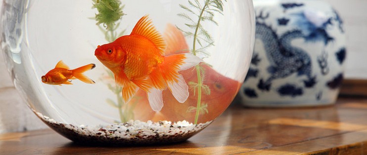 幻藍雷龍魚怎么分公母（幻藍雷龍魚公母有什么區別）