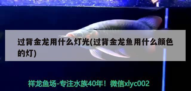 過(guò)背金龍用什么燈光(過(guò)背金龍魚用什么顏色的燈)