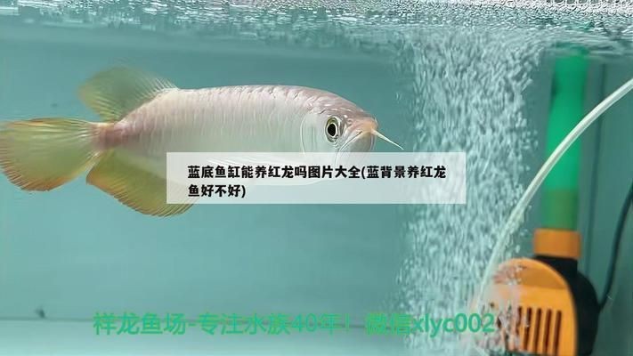 紅龍魚藍底藍背景可以不