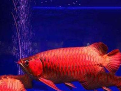 紅龍魚藍底藍背景可以不