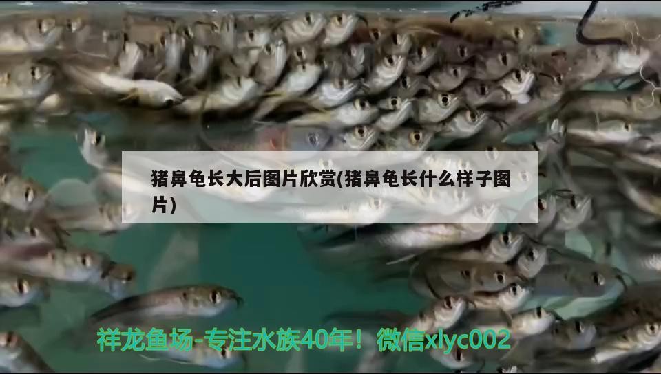 豬鼻龜長(zhǎng)大后圖片欣賞(豬鼻龜長(zhǎng)什么樣子圖片)